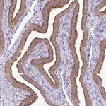 RPL28 Antibody in Immunohistochemistry (Paraffin) (IHC (P))