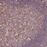 RPL28 Antibody in Immunohistochemistry (Paraffin) (IHC (P))