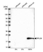 RPL28 Antibody in Western Blot (WB)