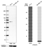 STEAP3 Antibody in Western Blot (WB)