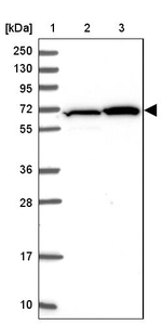 ZBTB1 Antibody in Western Blot (WB)