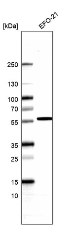 CAP2 Antibody in Western Blot (WB)