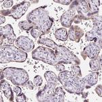 FMC1 Antibody in Immunohistochemistry (Paraffin) (IHC (P))