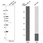FENS1 Antibody in Western Blot (WB)
