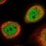 NSFL1C Polyclonal Antibody