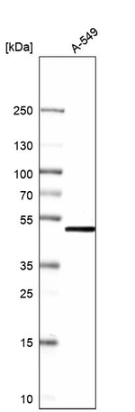 NSFL1C Antibody in Western Blot (WB)