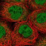 BBX Polyclonal Antibody