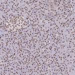 BBX Antibody in Immunohistochemistry (IHC)
