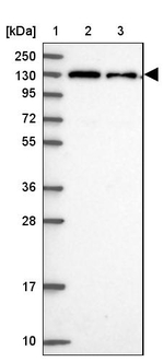 CHERP Antibody in Western Blot (WB)