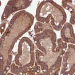 NT5DC2 Antibody in Immunohistochemistry (Paraffin) (IHC (P))