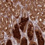 NT5DC2 Antibody in Immunohistochemistry (Paraffin) (IHC (P))