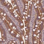NT5DC2 Antibody in Immunohistochemistry (IHC)