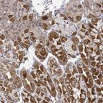 HIVEP1 Antibody in Immunohistochemistry (Paraffin) (IHC (P))