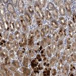 C9orf152 Antibody in Immunohistochemistry (IHC)