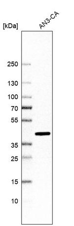 FAM84B Antibody in Western Blot (WB)