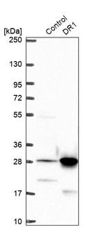 DR1 Antibody in Western Blot (WB)