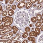 CRYGN Antibody in Immunohistochemistry (Paraffin) (IHC (P))