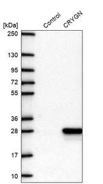 CRYGN Antibody in Western Blot (WB)
