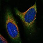 FAM43B Polyclonal Antibody