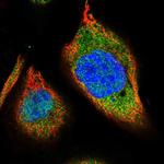PCED1A Antibody in Immunocytochemistry (ICC/IF)