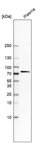 NTN3 Antibody in Western Blot (WB)