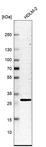 SLC25A45 Antibody in Western Blot (WB)
