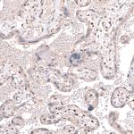 TET3 Antibody in Immunohistochemistry (IHC)