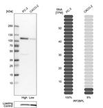 C14orf4 Antibody in Western Blot (WB)