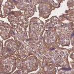 C10orf76 Antibody in Immunohistochemistry (Paraffin) (IHC (P))