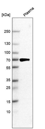 C10orf76 Antibody in Western Blot (WB)
