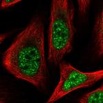 C14orf140 Polyclonal Antibody