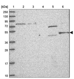 C14orf140 Antibody in Western Blot (WB)