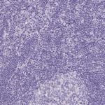 CYSTM1 Polyclonal Antibody