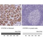 CYSTM1 Antibody