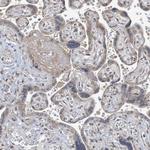 SBF2 Antibody in Immunohistochemistry (Paraffin) (IHC (P))