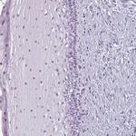 Secretin Antibody in Immunohistochemistry (Paraffin) (IHC (P))