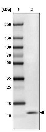 SLURP1 Antibody in Western Blot (WB)