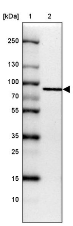 GGA1 Antibody in Western Blot (WB)