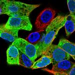 PEG10 Antibody in Immunocytochemistry (ICC/IF)