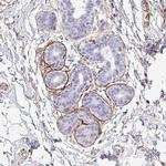 DEFB124 Polyclonal Antibody