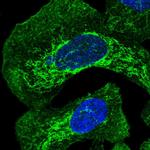 FAM105B Antibody in Immunocytochemistry (ICC/IF)