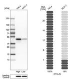FAM105B Antibody in Western Blot (WB)