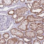 MRPS14 Antibody in Immunohistochemistry (Paraffin) (IHC (P))
