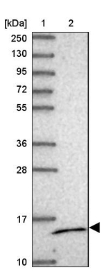 MRPS14 Antibody in Western Blot (WB)