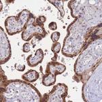 FAM63B Antibody in Immunohistochemistry (Paraffin) (IHC (P))
