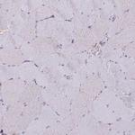 CALML4 Antibody in Immunohistochemistry (IHC)