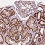 LIN7C Antibody in Immunohistochemistry (Paraffin) (IHC (P))
