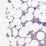 RNF23 Antibody in Immunohistochemistry (Paraffin) (IHC (P))