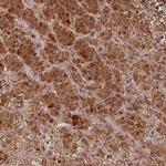 EID1 Antibody in Immunohistochemistry (IHC)