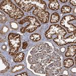 AHSA2 Antibody in Immunohistochemistry (Paraffin) (IHC (P))